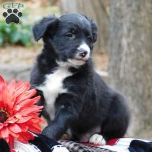 Carson, Border Collie Puppy